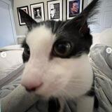 MrBeasts Cat $Satan