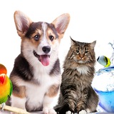 ZOO Атмосфера🐱🐶
