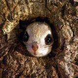 Flying Squirrel