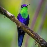 Hummingbird Heaven