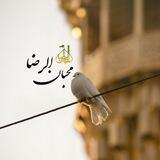 هیئت دانشجویی محبان الرضا