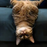 USDCAT Portal