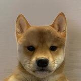 dogwifnohat - $NOWIF