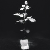 Reb'l Fleur