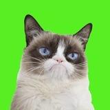 Solana Grumpy Cat $GRUMPY Portal