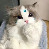 【蓝猫】狗推交流群