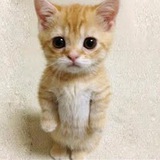 el gato