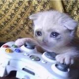 gamer cat $gamer