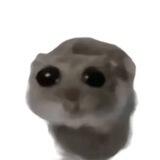 SAD HAMSTER