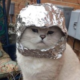 FOIL CAT $FOIL PORTAL