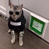 SecurityCat Portal