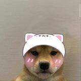 Dog Issa cat