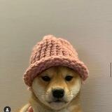 Shiba shiru community