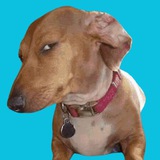 Side Eye Dog CTO | SOL