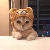 Catwifhat Entry