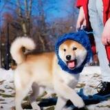 Sora Inu
