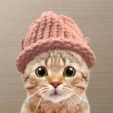 CatWifHat l SOL