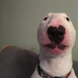 Walter Inu Portal