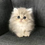 Гнездо Птенца