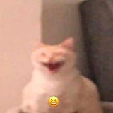 Коты чтобы поржать