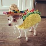 $elperro Portal