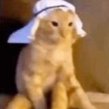 Meowshallah Wallahi