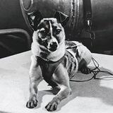 Laika the space Dog