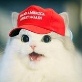 Cats wif Trump