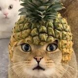 Pineapple Cat Portal
