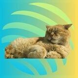 The Jupiter Cat Portal