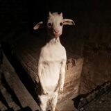 standing goat $BILLY - portal room