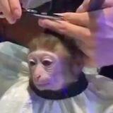 monkeyhaircut portal