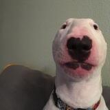 Nelson The Confused Selfie Dog