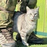Мраморный Кот Хилера