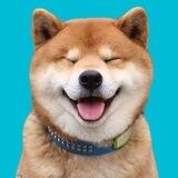 Shiba Doge Avax