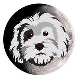 Luna Jeff Bezos's Dog