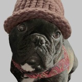 BullDogWifHat Portal 🐶🐶