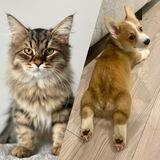 Кот Рик и Корги Морти