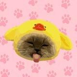 Xiaojie The Cat
