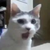 omgcat portal
