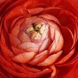 Amami Rosette.