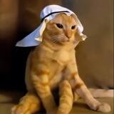 arab cat