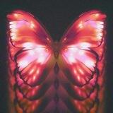 Butterfly family
