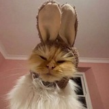 $Rabcat - Ears to the Future 🐰😽