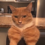 $gigacat