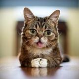 LIL BUB Portal 🐈