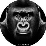 $SHABANI 🦍 | COMMUNITY CHAT