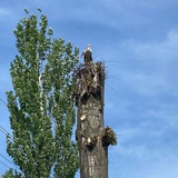 Говорит Воронеж🙋‍♀🙋‍♂🔔