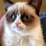 $GRUMPY | Portal