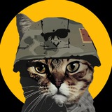 CAT WIF FLASHBACK